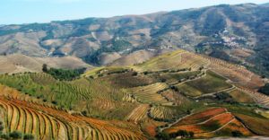 View of the vast vineyards along the Douro River