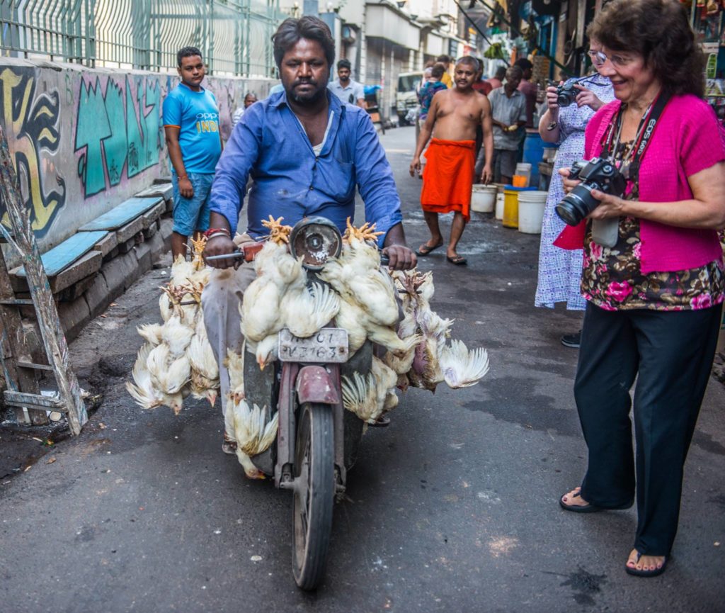 Chickens on the streets of Kolkata, India. Photo: Al Doerksen.
