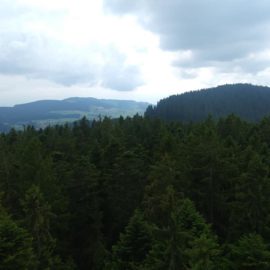 The view from the top of the tower, above the crowns of the tall evergreen trees.